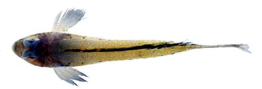 Callionymus maculatus_11678